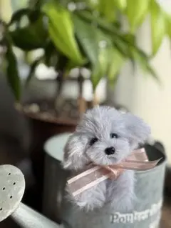 himagon トイプードル編みぐるみ（植毛）　犬 【伏せポーズ】 トイプードル編みぐるみ（植毛） 犬 【伏せポーズ】 - メルカリ