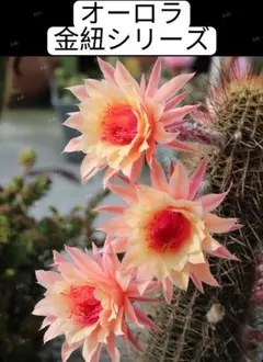 多肉植物　花サボテン　金紐シリーズ otto カキコ 多肉植物 花サボテン 金紐シリーズ otto カキコ