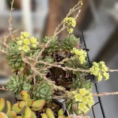 ★専用★ 多肉植物 カランコエ もふもふ兎シリーズ♡ リクエスト5兎♪ ☆専用☆ 多肉植物 カランコエ もふもふ兎シリーズ♡ リクエストの