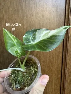 H*e様 超白勝ち アロカシア リーガルシールド アルボ 芋株 - メルカリ