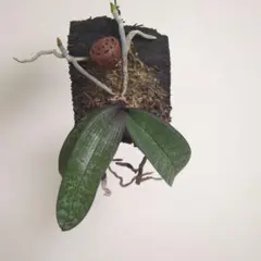 2025年最新】胡蝶蘭シレリアナの人気アイテム - メルカリ