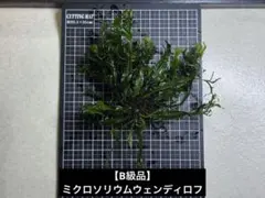 福様 リクエスト 2点 まとめ商品