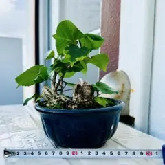 2025年最新】沖縄盆栽の人気アイテム - メルカリ