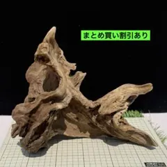 流木④ 特大 流木アート 爬虫類 アクアリウム 工作 アート オブジェ