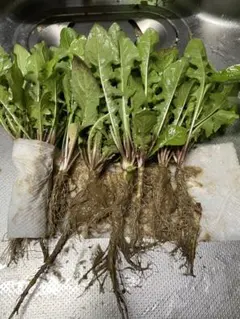 無農薬たんぽぽ 爬虫類用 エサ 根っこ付き　たんぽぽは育てみませんか？のサムネイル