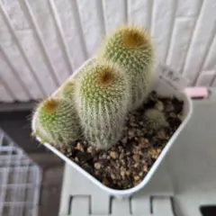 多肉植物 カランコエ アンゴラ兎 抜き苗 - メルカリ