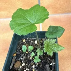 秋明菊 斑入りピンク 1株 小苗 シュウメイギク 宿根草 f3 - メルカリ