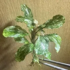 ブセファランドラ（斑入り株）Bucephalandra Pipto - メルカリ