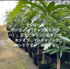 2025年最新】キンコウマンゴーの人気アイテム - メルカリ