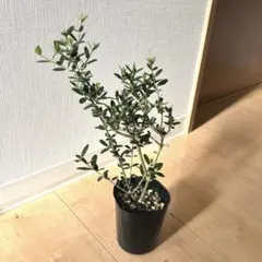 TWIN PEAKS GARDEN様 リクエスト 3点 まとめ商品