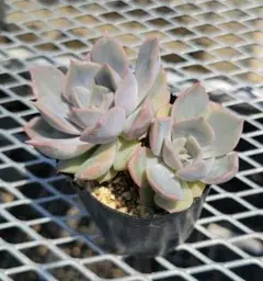 あさみ様 リクエスト 5点 まとめ商品