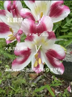 アルストロメリア 幼苗 抜き苗 四季咲き 高性種 ジーン - メルカリ