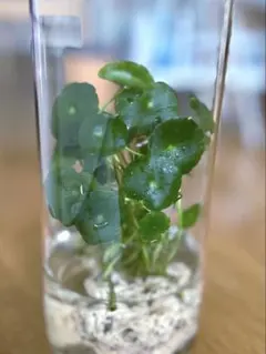 ウォーターマッシュルーム 水草のサムネイル