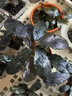 bucephalandra sp. ダイヤモンドダスト 【カミハタ】 - メルカリ