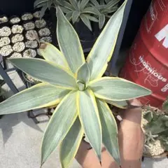 葉幅30cm☆希少！アガベ ブルームーン 銀河旅人☆斑入り☆抜き苗発送