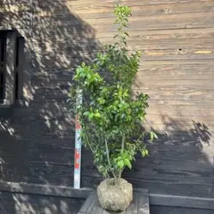 2025年最新】ソヨゴの人気アイテム - メルカリ