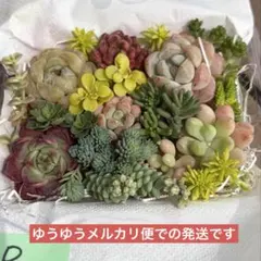 多肉植物 カット苗 詰め合わせ 寄せ植えセット　多肉弁当　エケベリア　セダム　Ｄ