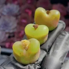 2025年最新】コノフィツム マウガニーの人気アイテム - メルカリ