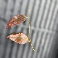 ホヤ カウダータ　スマトラ　Hoya 観葉植物のサムネイル