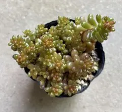 多肉植物　セダム　レッドベリー　根付き抜き苗