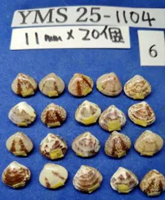 Item thumbnail for item a46728ac-4ee1-47ae-8198-b3c03065f3f9