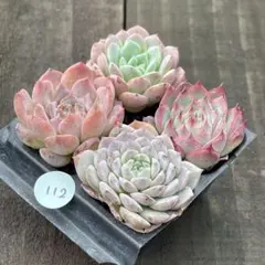 Akihaha様 リクエスト 2点 まとめ商品