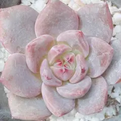 お取り置き中　只今タイムセール中！　どっしり　ピンクシャンパン　ピンクシャンペン 2025年最新】多肉植物 ピンクシャンペーンの人気アイテム - メルカリ