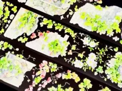 切売 1683☆ 海外 マスキングテープ マステ PET 装飾 蝶 贝壳光 - メルカリ