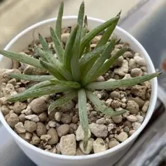 くだもんや　みつや2号○プロフ必読○様 リクエスト 2点 まとめ商品