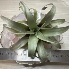 Tillandsia Seleriana Green Giant 速達発送 - メルカリ