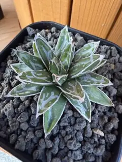 アガベ　姫笹の雪　6号鉢つき　極上❗ アガベ 極上姫笹の雪 agave victoriae-reginae 姫笹の雪