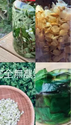 どくだみ花チンキドクダミ全草チンキヨモギオイルの3点セット☆農薬不使用薬草ハーブのサムネイル