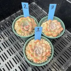 多肉植物　おはな　つぶつぶ屋　だるま姫秀麗×花うらら　カット苗　抜き苗