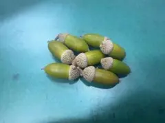 どんぐり　50個セット