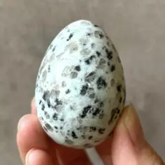 キウイジャスパー　エッグ　たまご　卵