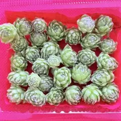 2026年最新】センペルビウム 多肉植物の人気アイテム - メルカリ