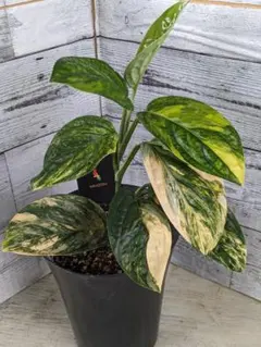 ふみのすけ様 リクエスト 2点 まとめ商品