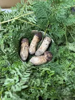 長野県南信州産‼️松茸 3本セット 180g 10/17朝採れ ☆南信州産 松茸☆10/28採取 390g