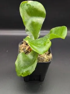 ビカクシダ原種4セット マダガスカリエンセ、リドレイ、コロナリウム
