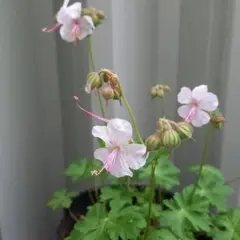 桃花深山オダマキ ポット苗速達発送 - メルカリ