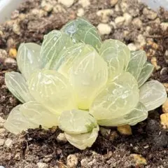 こ*☆様 雪花の透明感 多肉植物 ハオルチア 雪花錦 クリア質感の美株