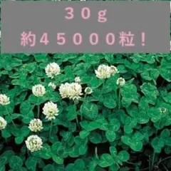 ＜種＞ホワイトクローバー　30ｇ以上　白クローバー　シロツメグサ　緑肥、雑草予防
