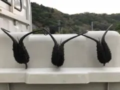 ツノゴマ　悪魔の爪　厄除け　魔除け　５個セット