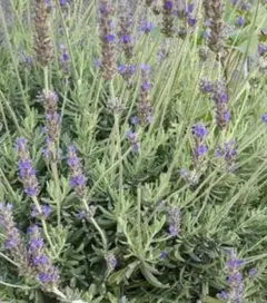 富良野 イングリッシュ系 ラベンダー 摘みたて100本 切花 無農薬