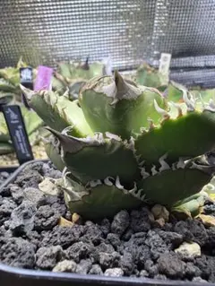 2026年最新】皇冠 アガベの人気アイテム - メルカリ