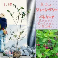 良品。ジューンベリー バレリーナ1.5M(鉢底から)品番B 良品。ジューンベリー バレリーナ1.5M(鉢底から)品番B - メルカリ