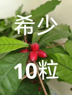 2025年最新】ミラクルフルーツ 苗の人気アイテム - メルカリ