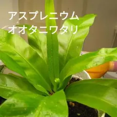 アスプレニウム　オオタニワタリ　根付きのサムネイル