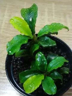 でらはんちょう様 リクエスト 2点 まとめ商品