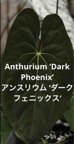 ショーン様 リクエスト 3点 まとめ商品